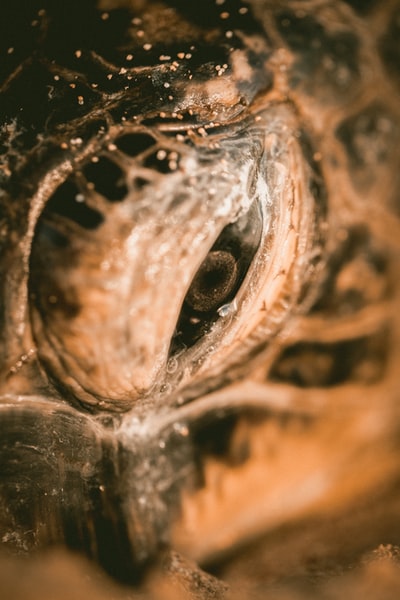 海龟眼